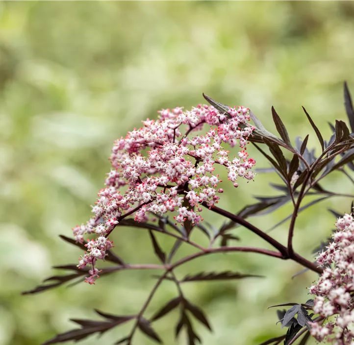 Schwarzer Holunder 'Black Lace'(s) 