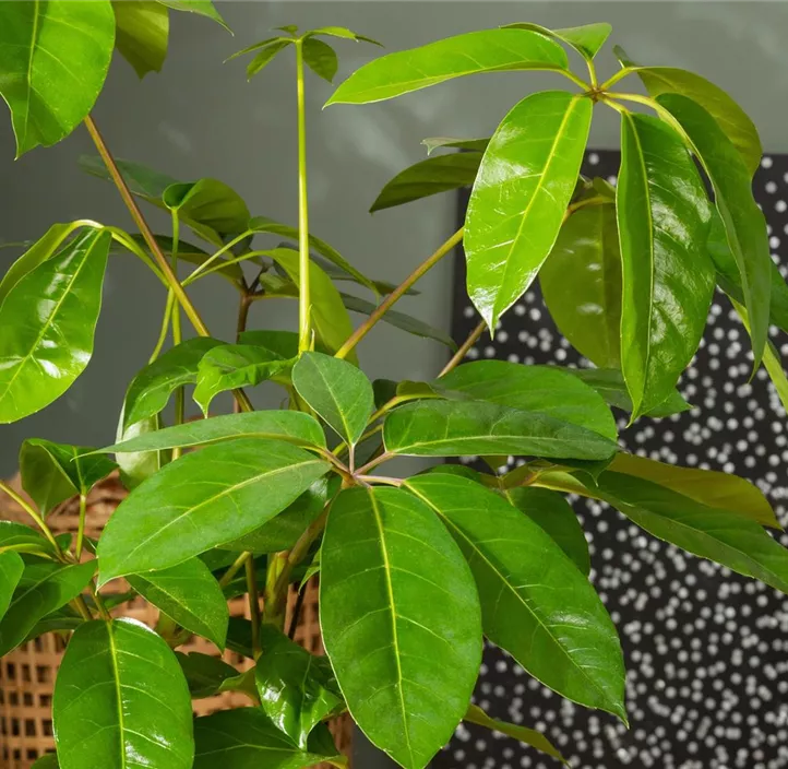 Strahlenaralie 'Amate'