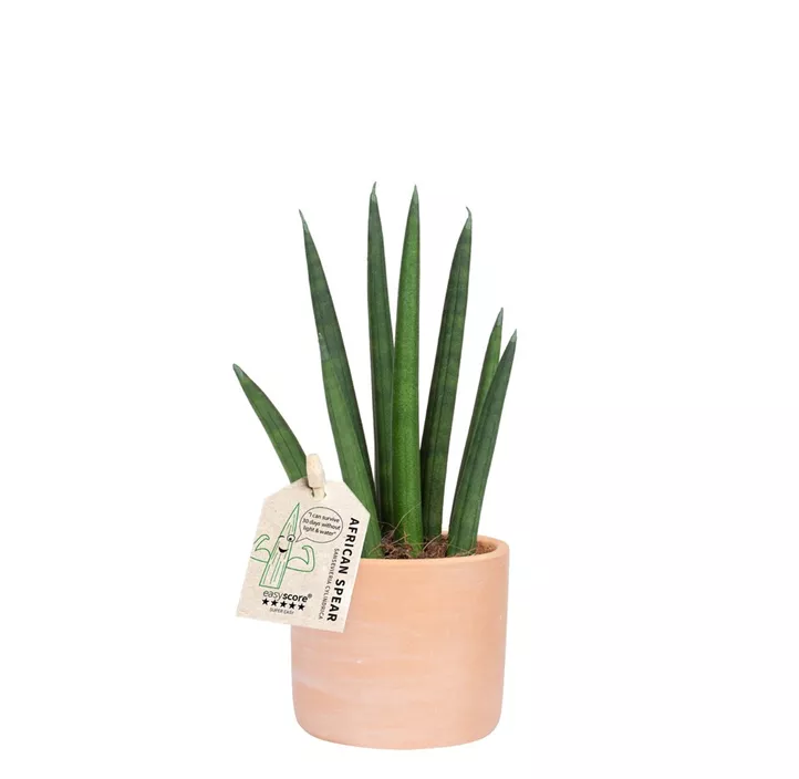 Bogenhanf 'Rocket' in Terracotta