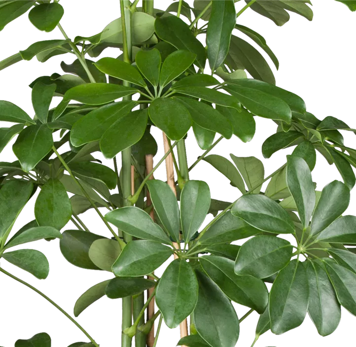 Kleine Strahlenaralie 'Compacta'