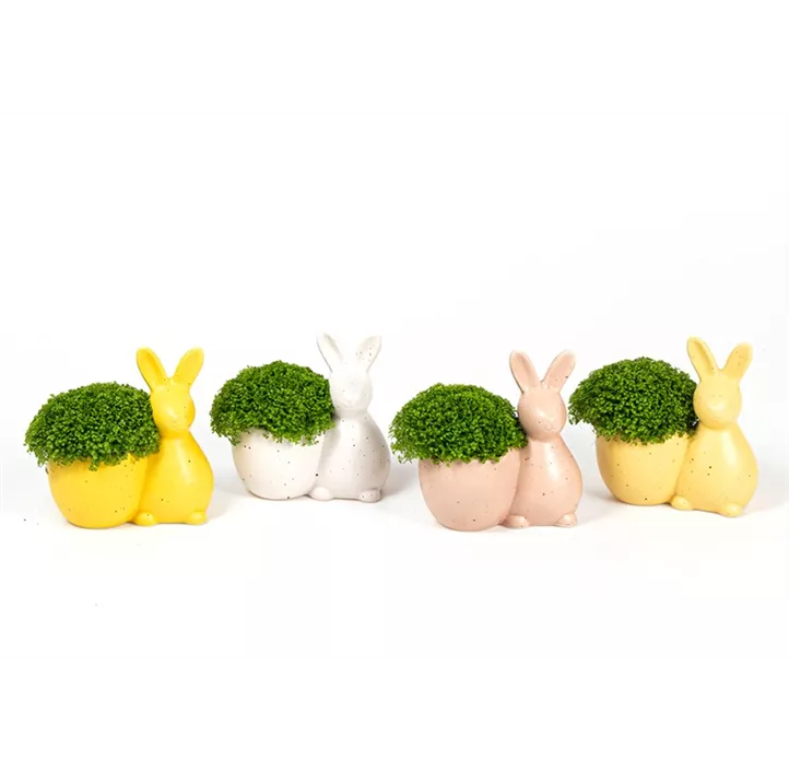 Moosfarn im Hasen-Topf