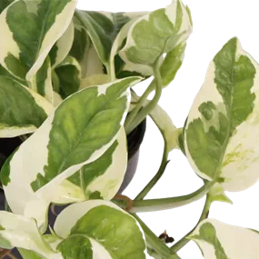 Scindapsus Ampel N'Joy