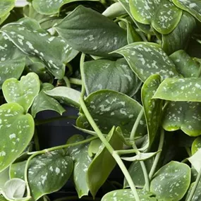 Scindapsus pictus Ampel