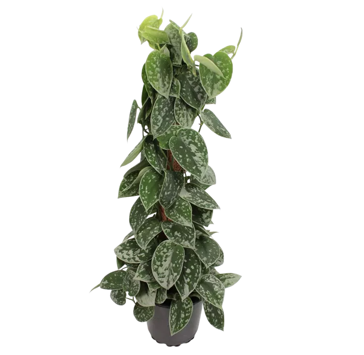 Efeutute 'Silvery Ann'