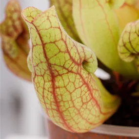 Sarracenia Maroon