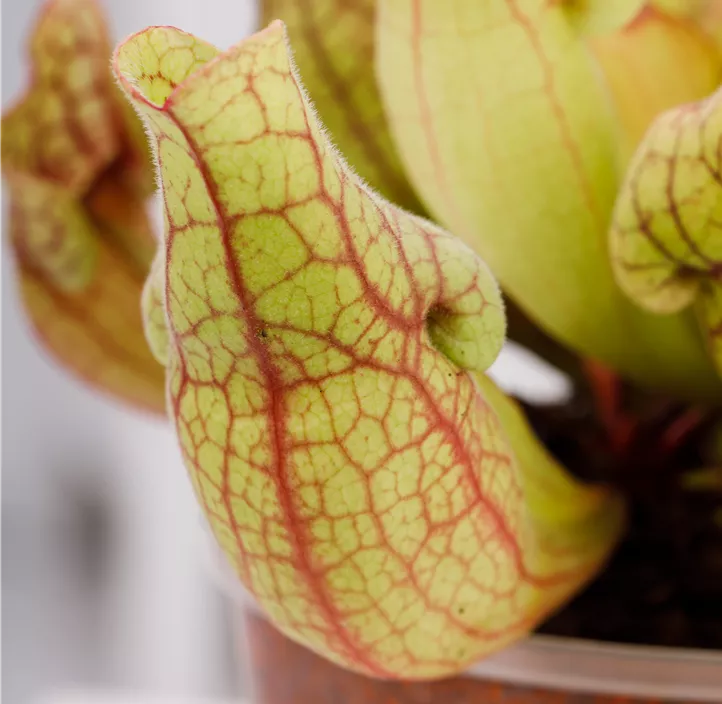 Schlauchpflanze 'Maroon'