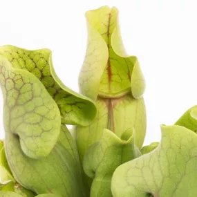 Sarracenia purpurea venosa