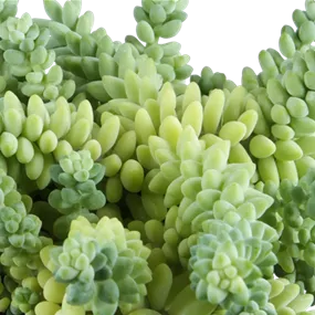 Sedum Burrito