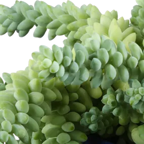 Sedum dasyphyllum