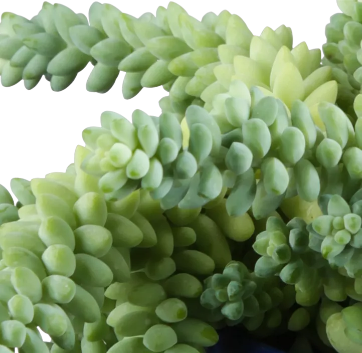 Zwergkugel-Fettblatt