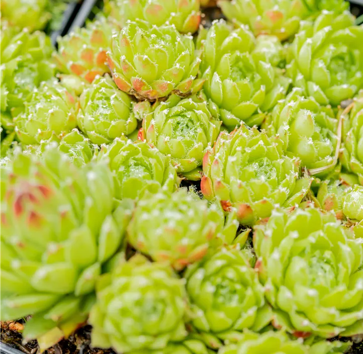 Hauswurz in Gelbtönen