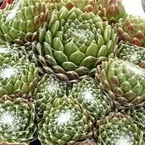 Sempervivum in Grautönen