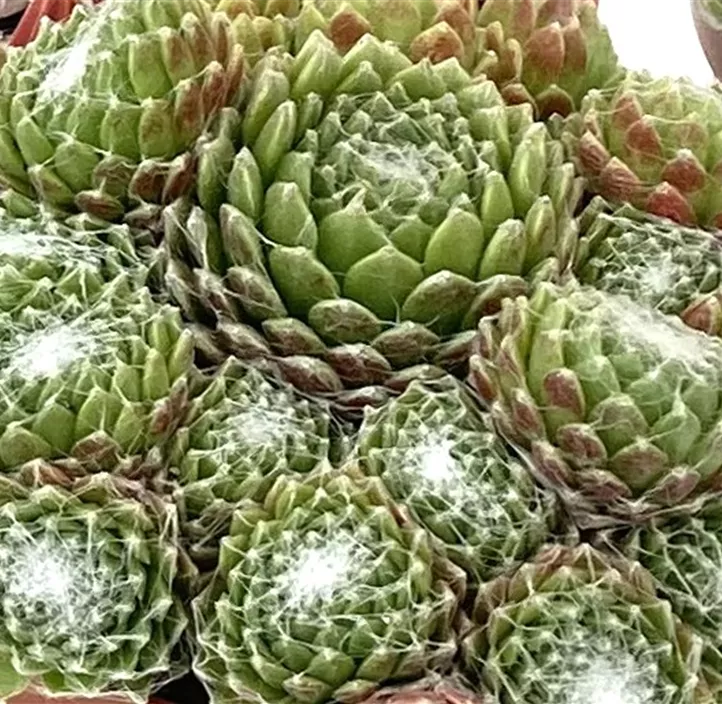 Hauswurz in Grautönen