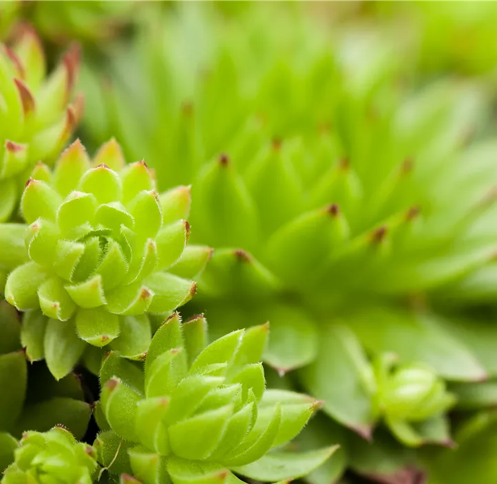 Hauswurz in Grüntönen