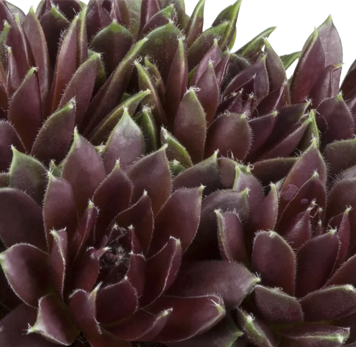 Hauswurz in Lilatönen