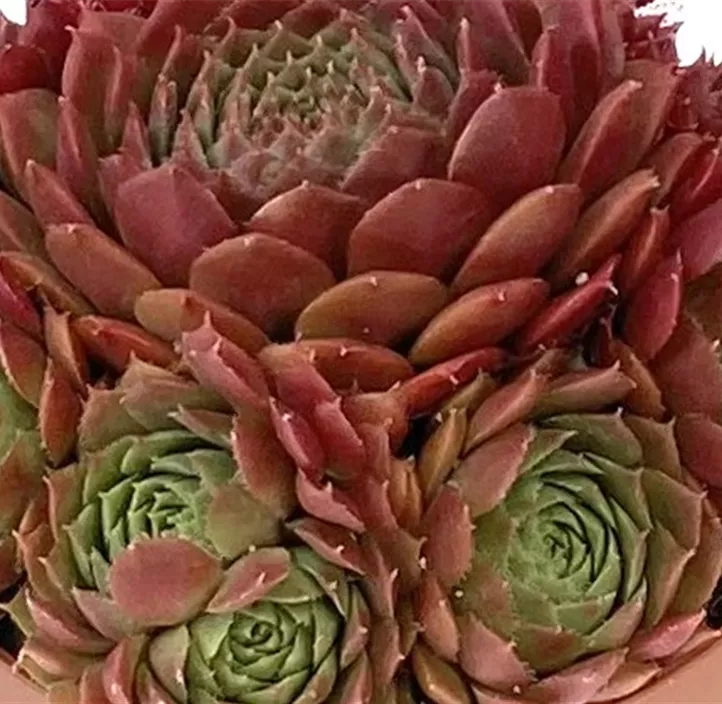 Hauswurz in Rottönen