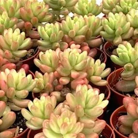 Sedum rubrotinctum roseum
