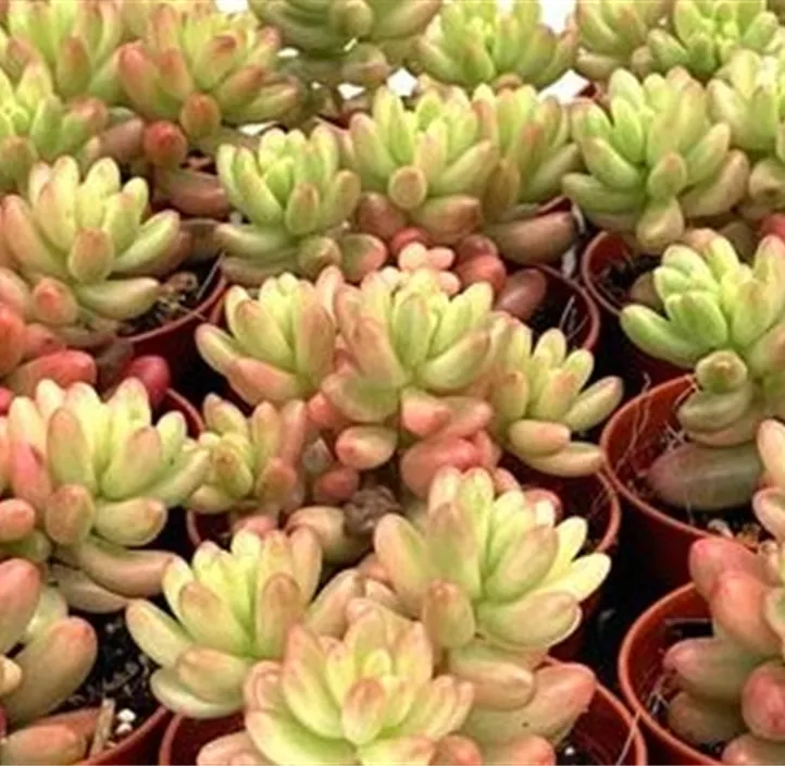 Mauerpfeffer 'Roseum'