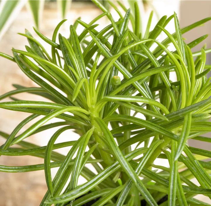 Greiskraut 'Himalaya'