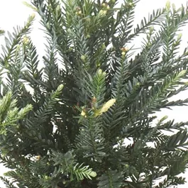 Sequoia sempervirens Adpressa