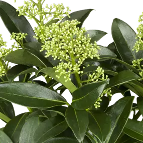 Skimmia japonica White Dwarf