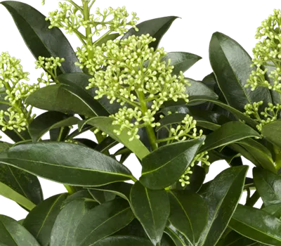 Skimmia japonica White Dwarf