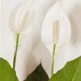 Spathiphyllum Hybride Cupido