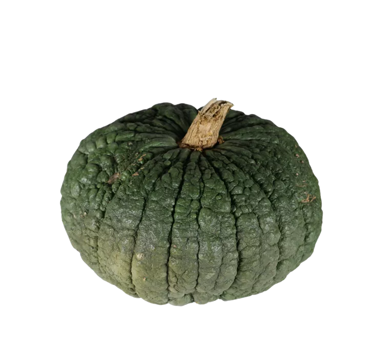 Speisekürbis Buen Gusto