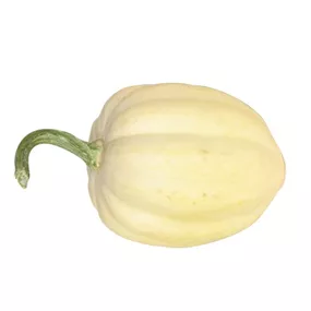 Speisekürbis Creme of Crop