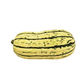 Speisekürbis Delicata