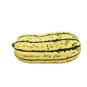Speisekürbis Delicata