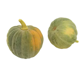 Speisekürbis Futsu black rinded