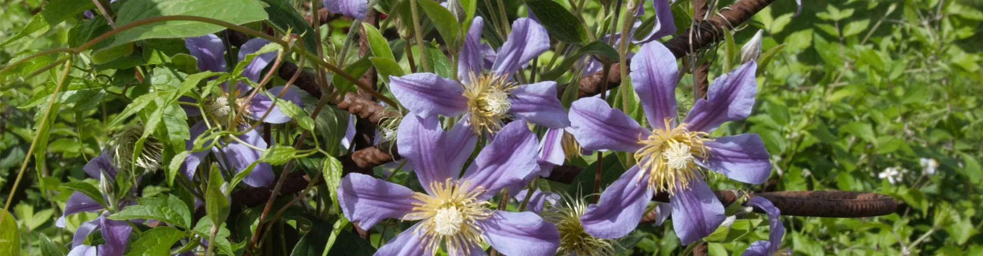 Rankhilfen aus Metall - Bellaflora