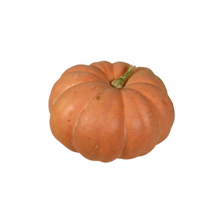 Speisekürbis Garbo