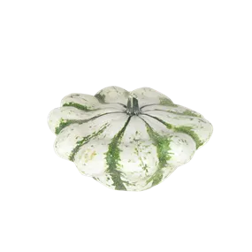 Speisekürbis Vert Blanc