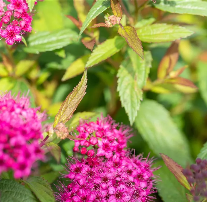 Sommerspiere 'Dart's Red'