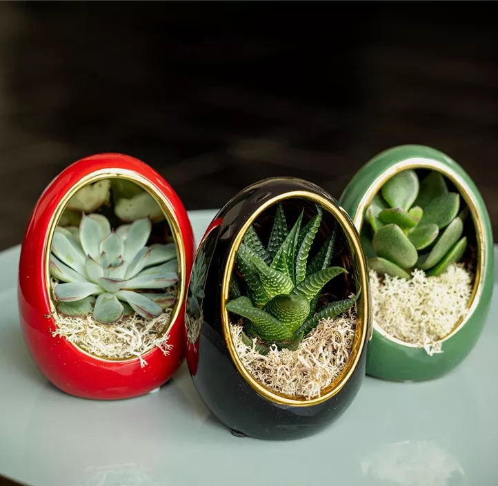 Sukkulenten im grünen Ei