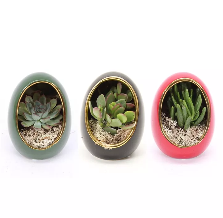 Sukkulenten im grünen Ei