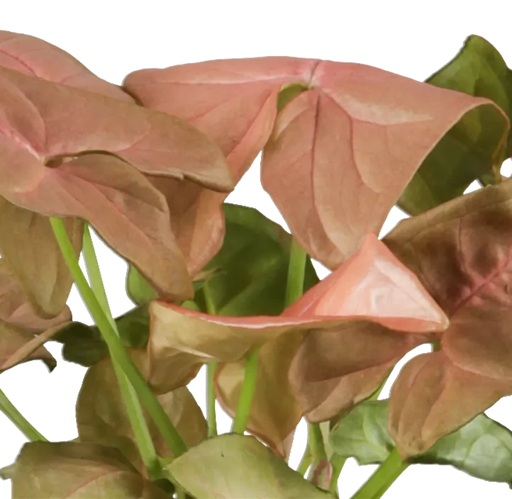 Purpurtute 'Neon Robusta'