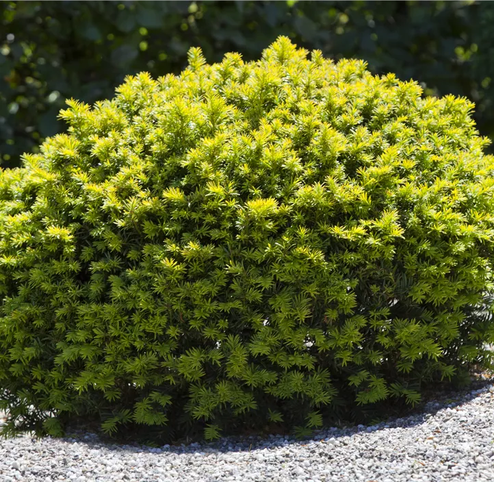 Heimische Eibe Kleiner Grüner Kugel