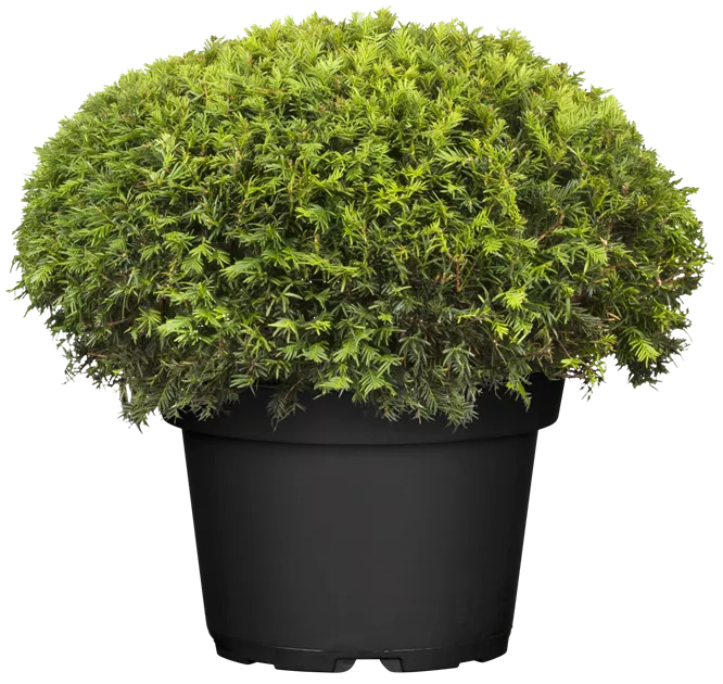 Taxus baccata Kleiner Grner Kugel, Heimische Eibe Kleiner Grner Kugel -  Bellaflora