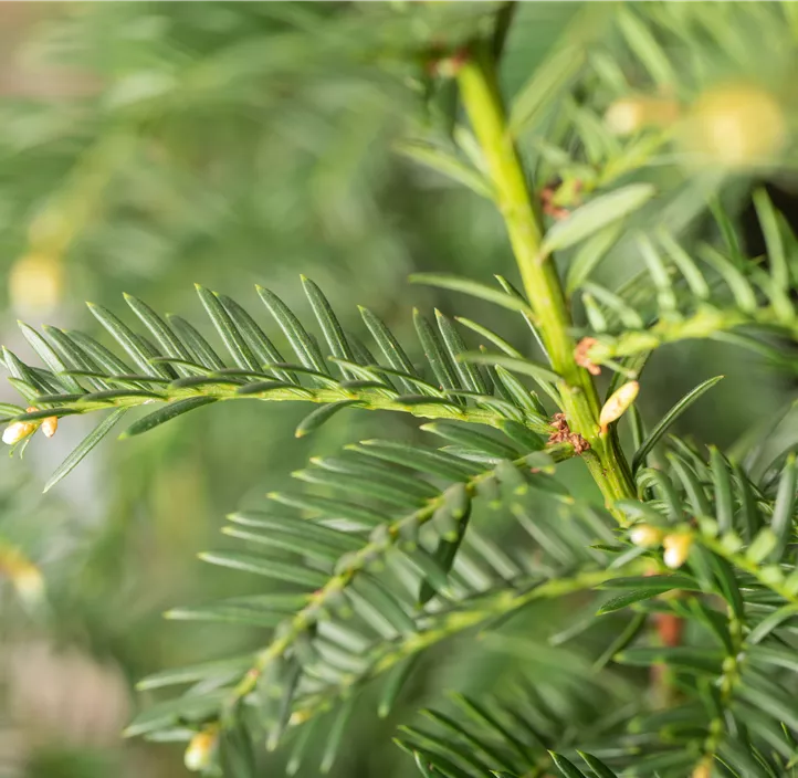 Heimische Eibe Kleiner Grüner Kugel