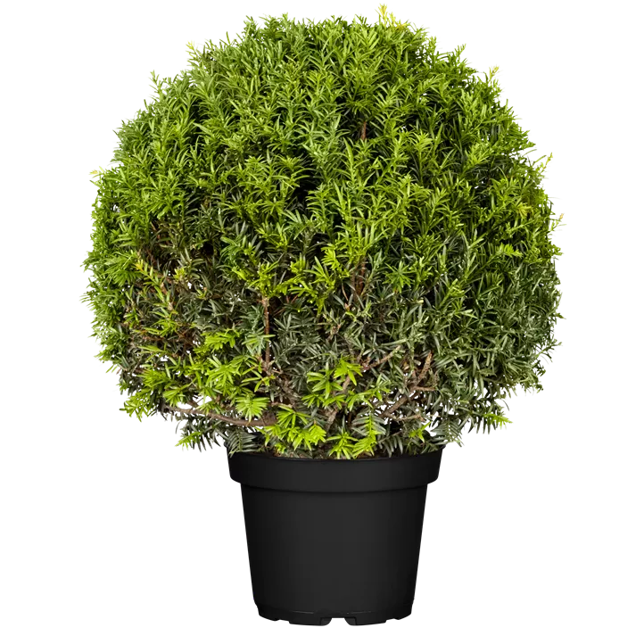 Heimische Eibe Kleiner Grüner Kugel