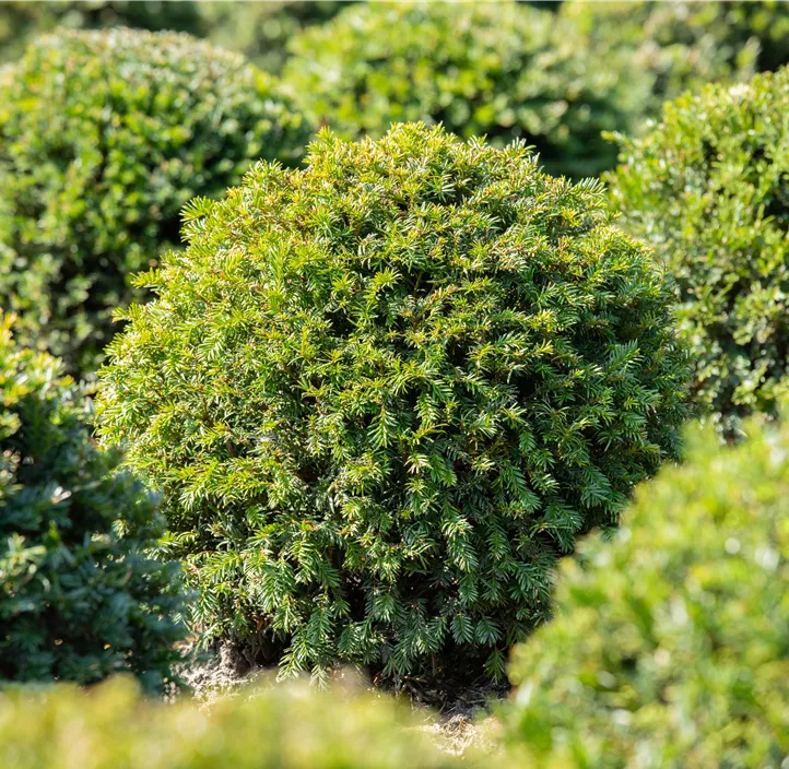 Heimische Eibe Kleiner Grüner Kugel