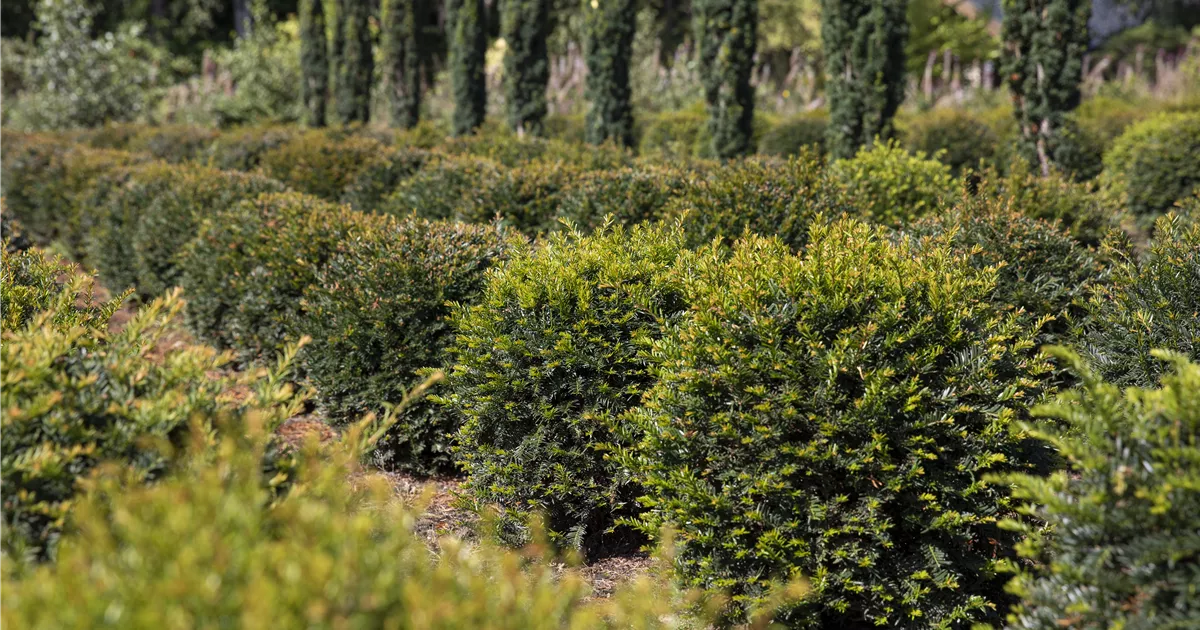 Taxus baccata Kugel, Heimische Kugeleibe - Bellaflora
