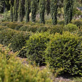 Taxus baccata Kugel