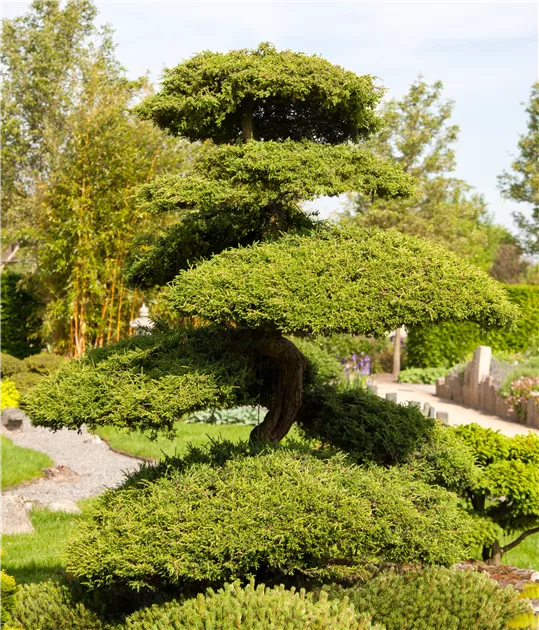 Thuja orientalis Aurea 3 Kugel Bonsai, Gelber Zwerg-Lebensbaum 'Aurea Nana'  3 Kugel Bonsai - Bellaflora