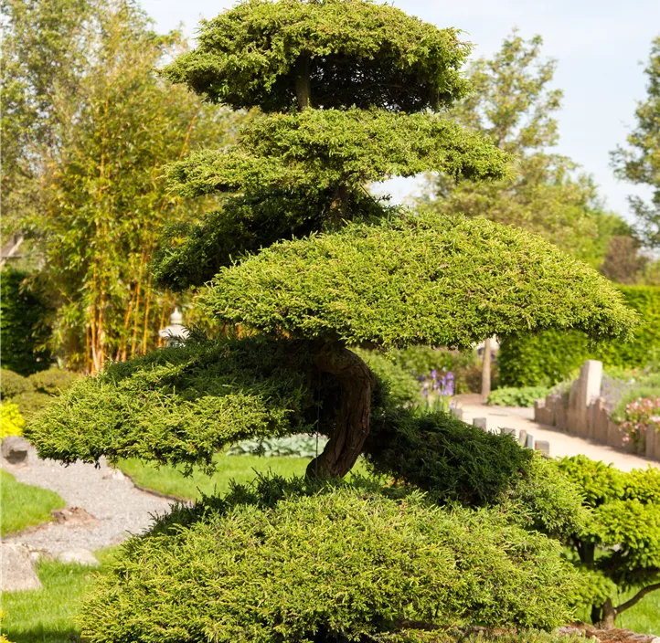 Gelber Zwerg-Lebensbaum 'Aurea Nana' 3 Kugel Bonsai