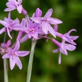 Tulbaghia violacea