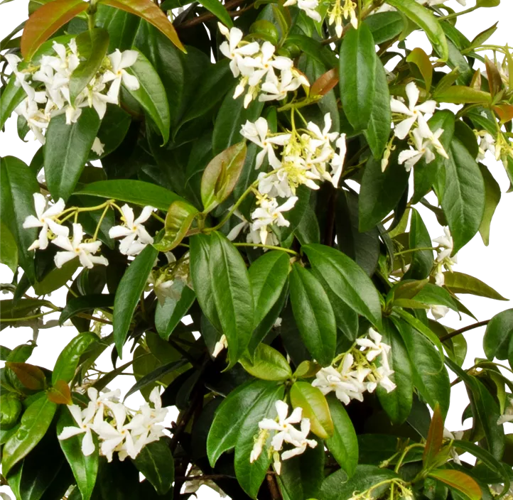 Sternjasmin, 130 x 80 cm